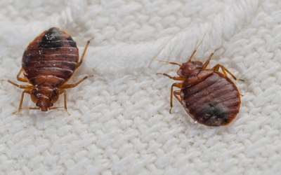 Some Actionable Tips To Prevent Bed Bug Infestations