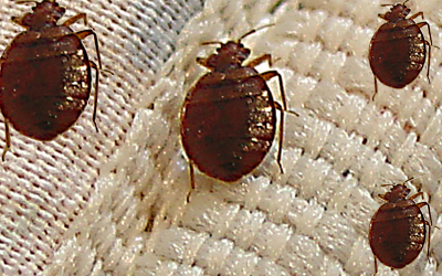 6 Faq's Related To Bed Bug Eggs & Their Larva
