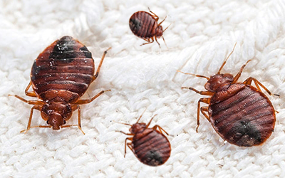 Few Guidelines To Save Yourself From A Bed Bug’s Bite