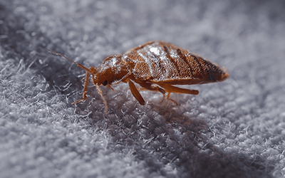 Bed Bugs In Your Home