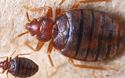 What To Do If I Find Bed Bugs In My Home?