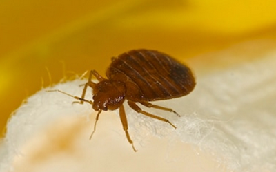 What Causes Bed Bugs In Your Home? Tips To Prevent Pests
